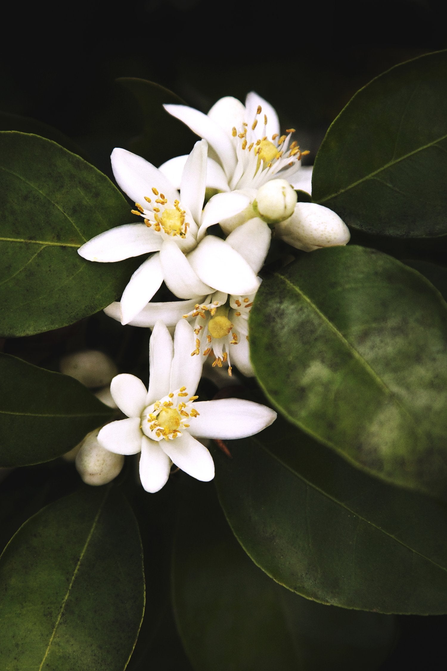 Velas perfumada MarieJeanne