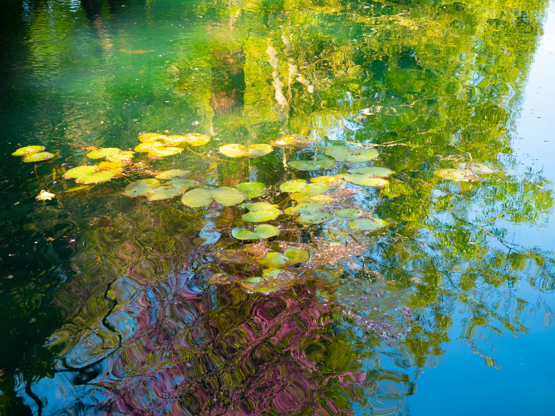 Monet Fotografia Duarte Guedes