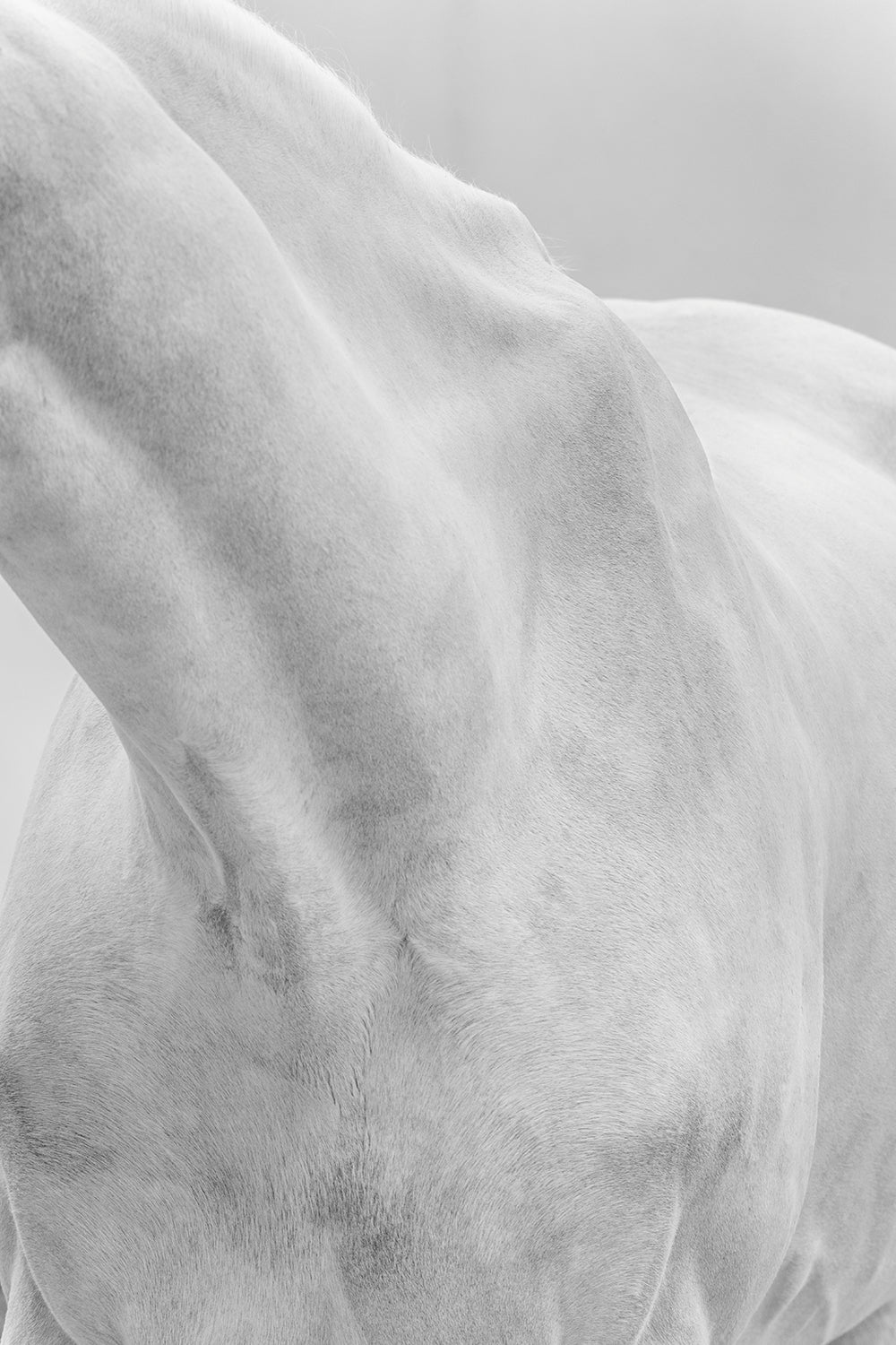 BERNI III - Fine Art Print