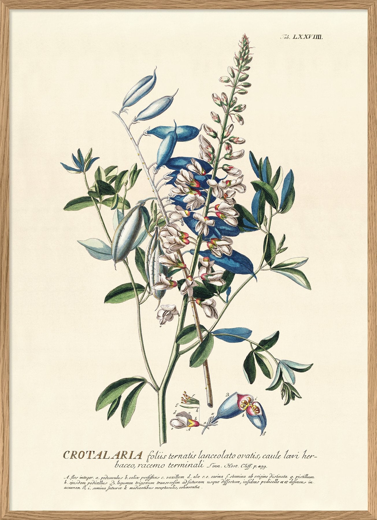 Print Blue Flower
