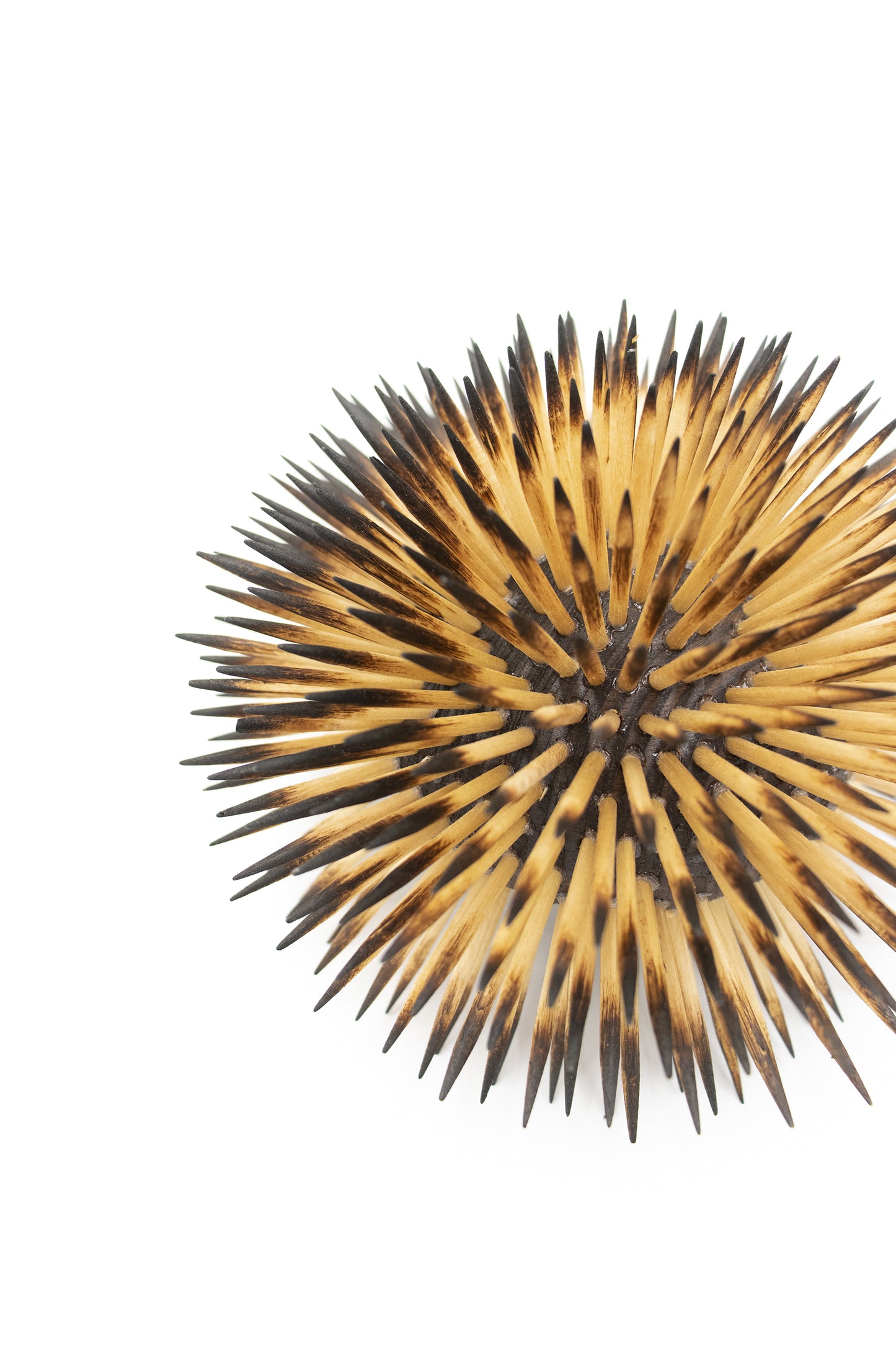 Urchin